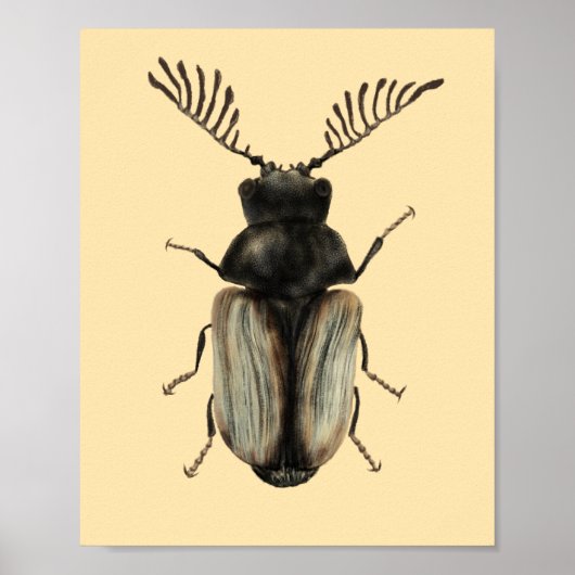 Insektenkunst Poster (Vorne)