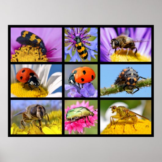 Insektenmosaik von Fotos Poster (Vorne)