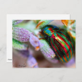 Insektennatur Postkarte (Vorne/Hinten)