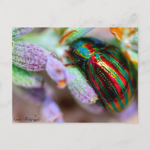 Insektennatur Postkarte