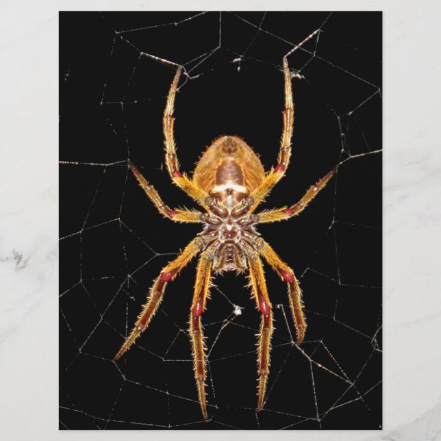 Insektenspinne Kolombia (Vorderseite)