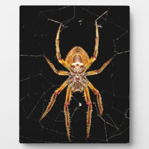 Insektenspinne Kolombia Fotoplatte