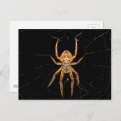 Insektenspinne Kolombia Postkarte (Vorne/Hinten)