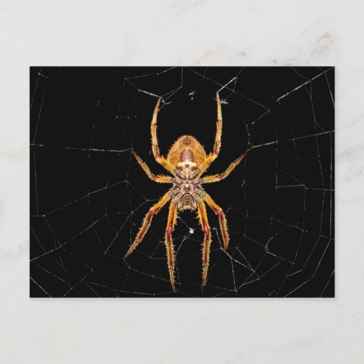 Insektenspinne Kolombia Postkarte (Vorderseite)