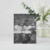 insektschwarzweiß postkarte (Stehend Vorderseite)