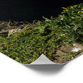 Insel Anacapa auf den Kanalinseln Poster (Ecke)