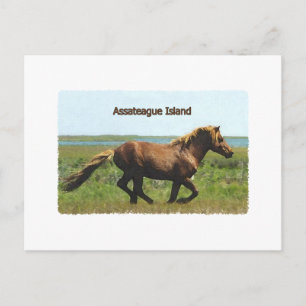 Insel Assateague (Logo für den Betrieb von Hengsts Postkarte