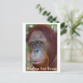 Insel Borneo Orangutan Postkarte (Stehend Vorderseite)