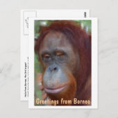 Insel Borneo Orangutan Postkarte (Vorne/Hinten)
