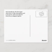 Insel Borneo Orangutan Postkarte (Rückseite)