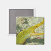 Insel Borneo, Sipadan Magnet (Vorderseite/Rückseite)