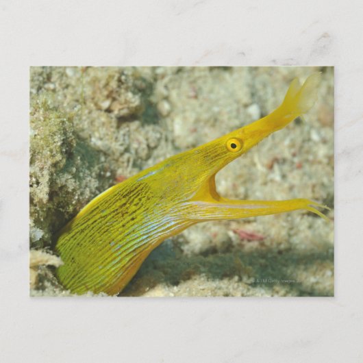 Insel Borneo, Sipadan Postkarte (Vorderseite)