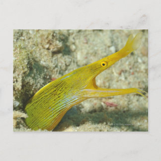 Insel Borneo, Sipadan Postkarte