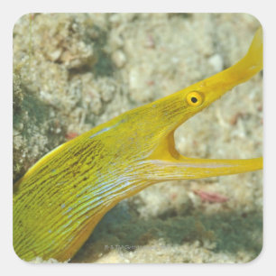 Insel Borneo, Sipadan Quadratischer Aufkleber
