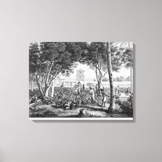 Insel Guam: Einheimische bei der Arbeit im Garten  Leinwanddruck (Vorderseite)