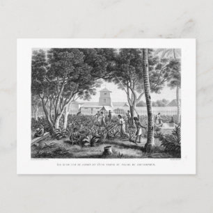 Insel Guam: Einheimische bei der Arbeit im Garten  Postkarte