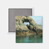 Insel Gull, Alaska Magnet (Vorderseite/Rückseite)