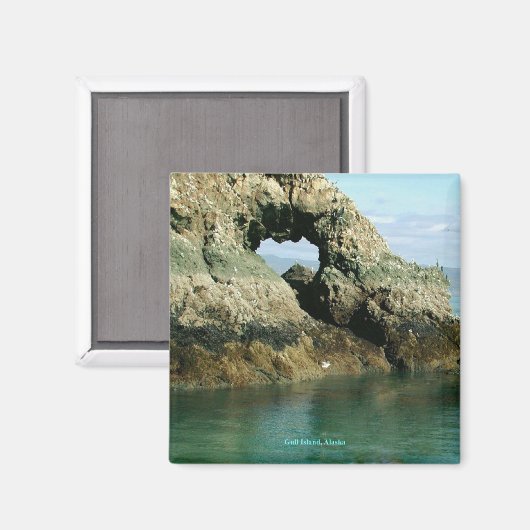 Insel Gull, Alaska Magnet (Vorderseite/Rückseite)