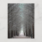 Insel Mull Forest Postkarte (Vorderseite)