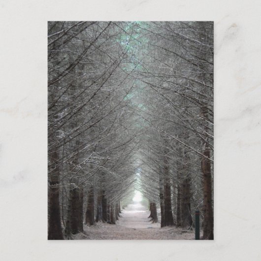 Insel Mull Forest Postkarte (Vorderseite)