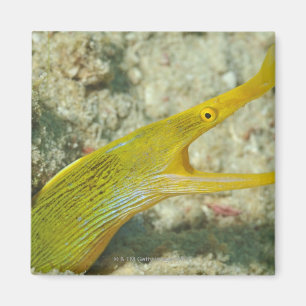 Insel von Borneo, Sipadan Insel Magnet