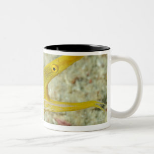 Insel von Borneo, Sipadan Insel Zweifarbige Tasse