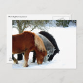 InselnHästar - Häst Postkarte (Vorne/Hinten)