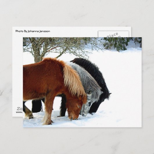 InselnHästar - Häst Postkarte (Vorne/Hinten)