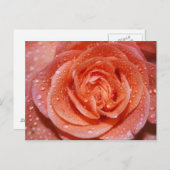 Inside a Rose Postkarte (Vorne/Hinten)