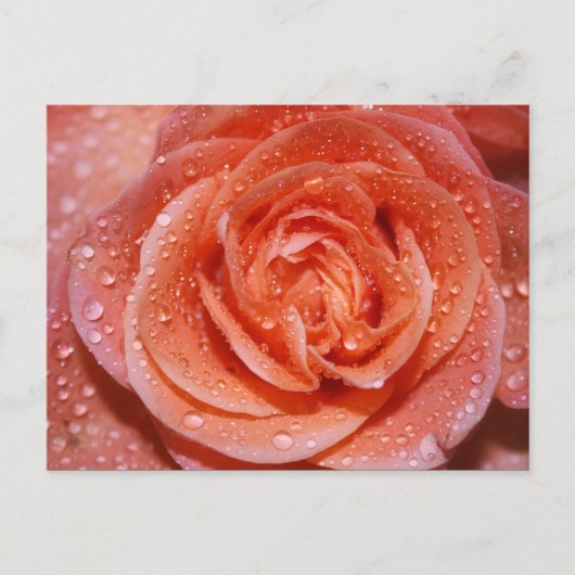 Inside a Rose Postkarte (Vorderseite)