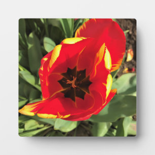 Inside Banja Luka Tulip, Oregon Fotoplatte