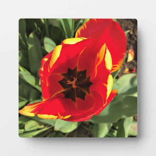 Inside Banja Luka Tulip, Oregon Fotoplatte (Vorderseite)