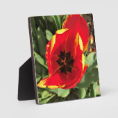Inside Banja Luka Tulip, Oregon Fotoplatte (Vorderseite)