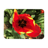 Inside Banja Luka Tulip, Oregon Magnet (Horizontal)
