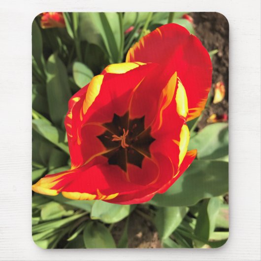 Inside Banja Luka Tulip, Oregon Mousepad (Vorne)