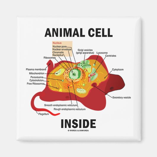 Inside (Eukaryote Zellbiologie) Magnet (Vorne)