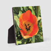 Inside Orange Tulip Fotoplatte (Vorderseite)