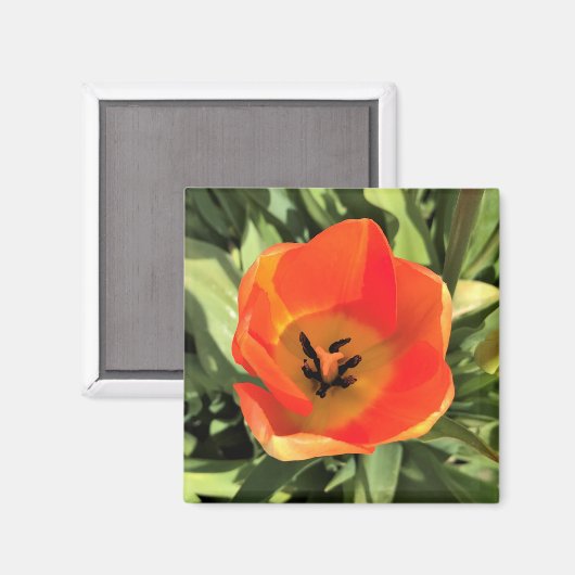 Inside Orange Tulip Magnet (Vorderseite/Rückseite)