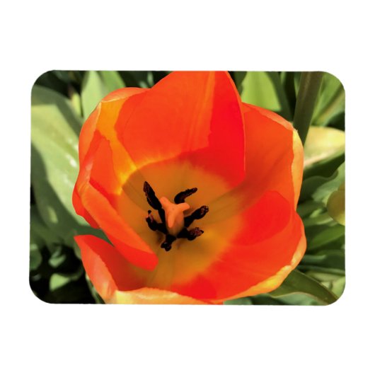 Inside Orange Tulip Magnet (Horizontal)
