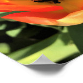 Inside Orange Tulip Poster (Ecke)