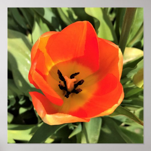 Inside Orange Tulip Poster (Vorne)