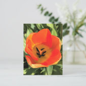 Inside Orange Tulip Postkarte (Stehend Vorderseite)