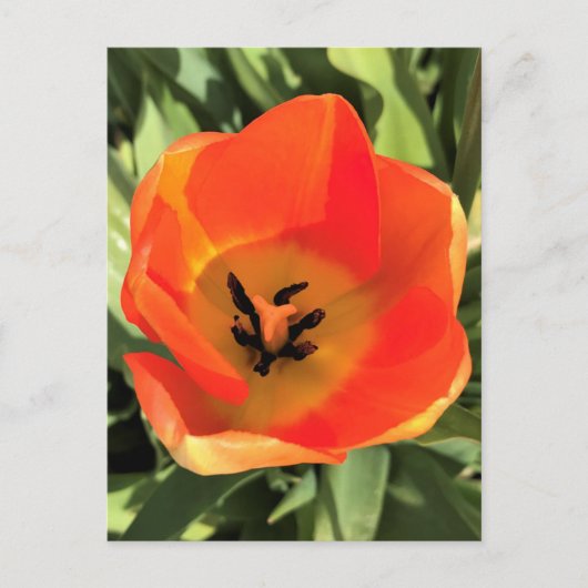 Inside Orange Tulip Postkarte (Vorderseite)