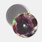 Inside Queen of the Night Tulip Magnet (Vorderseite/Rückseite)
