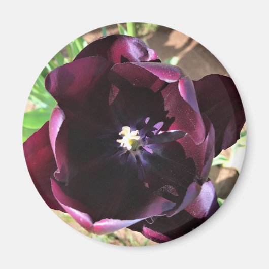 Inside Queen of the Night Tulip Magnet (Vorne)