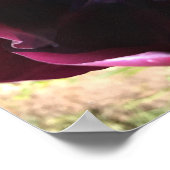 Inside Queen of the Night Tulip Poster (Ecke)