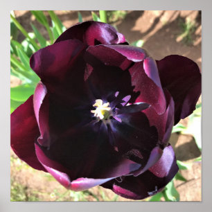Inside Queen of the Night Tulip Poster