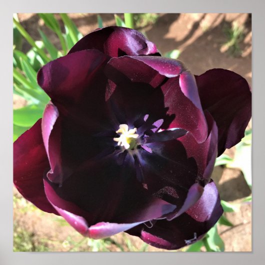 Inside Queen of the Night Tulip Poster (Vorne)