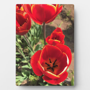 Inside Red Tulips Fotoplatte