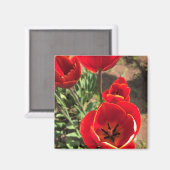 Inside Red Tulips Magnet (Vorderseite/Rückseite)